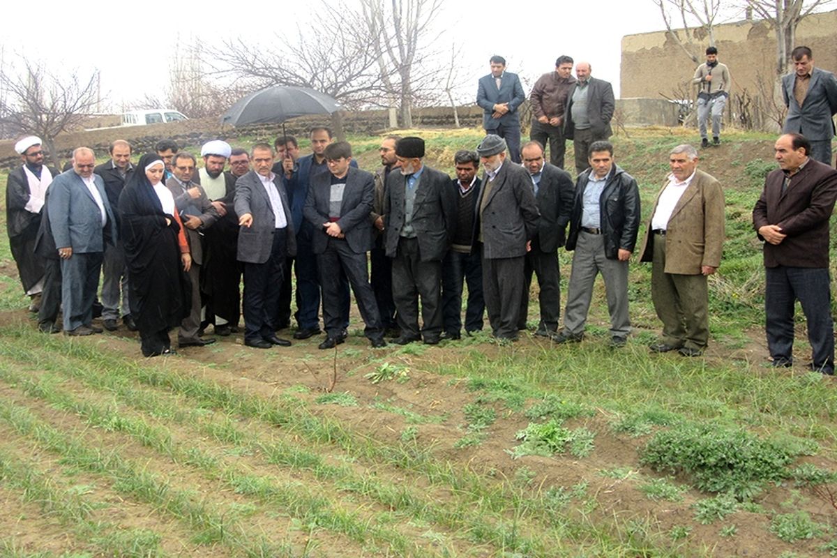 بازدید استاندار اردبیل از مزرعه زعفران در روستای آق قاسملو مشگین شهر