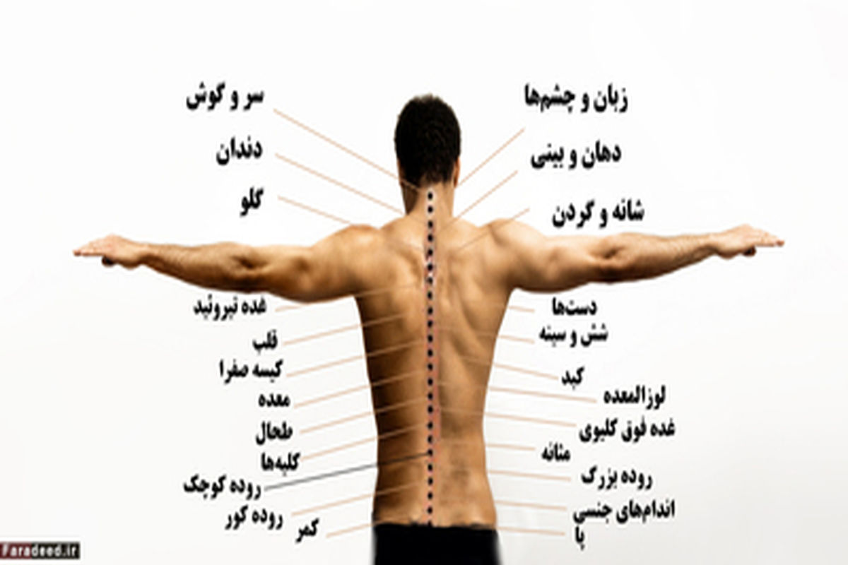 راز بزرگ در پشت بدن انسان چیست؟