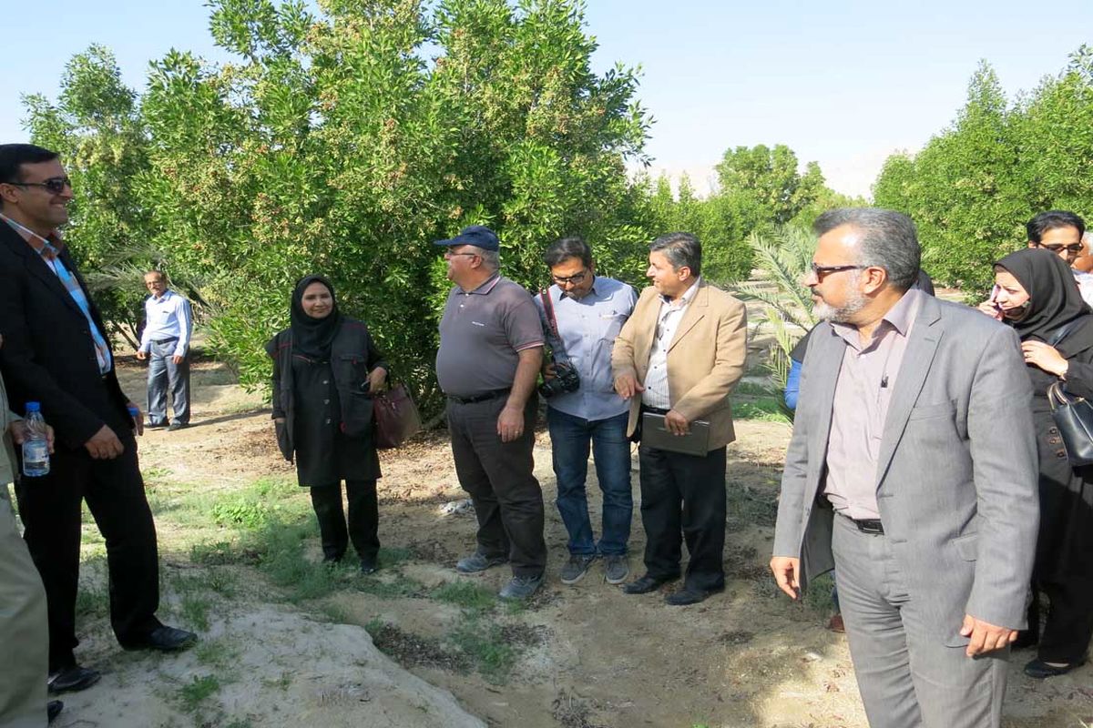 ۵۵ راس نهال در بوستان شرکت سیمان هرمزگان کاشته شد