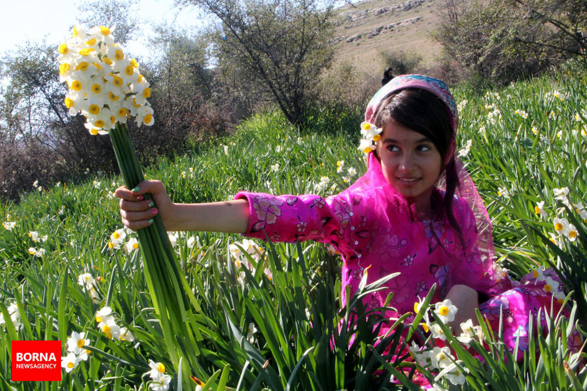 جشنواره گل نرگس در بزرگترین نرگس زار طبیعی کشور