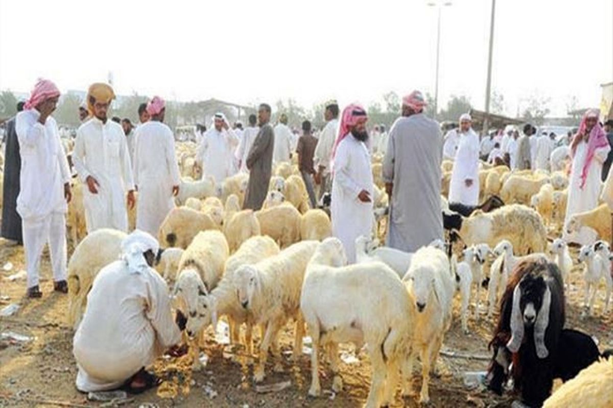 گوسفندان ایرانی تب برفکی دارند