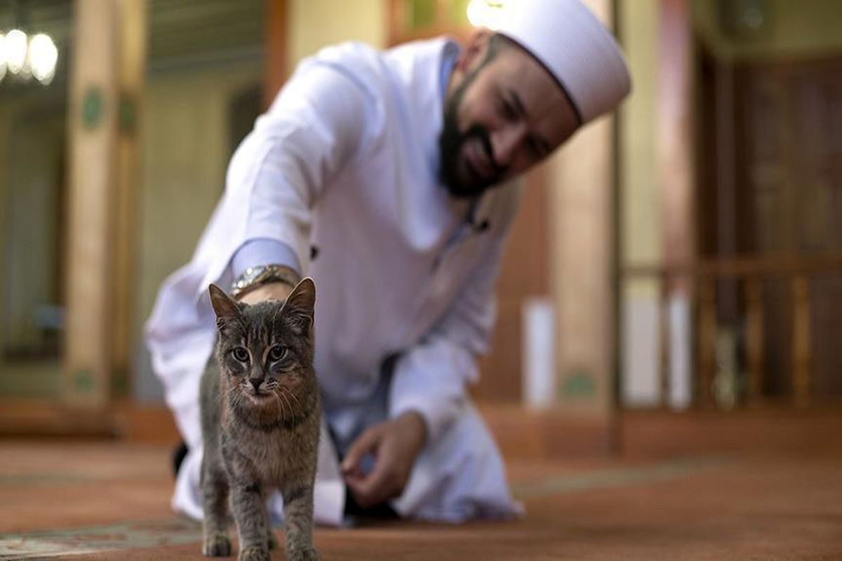 پذیرایی از گربه‌ها در مسجد