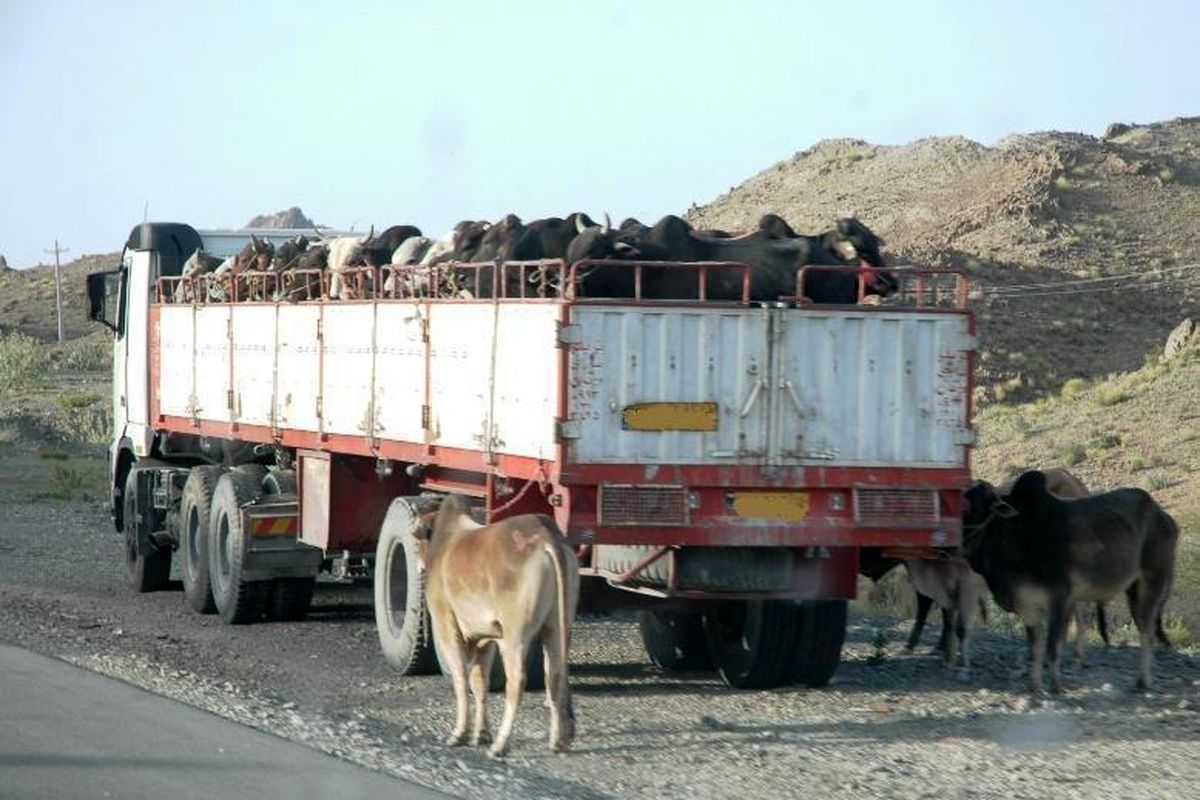 کشف ۱۳ راس گاو قاچاق