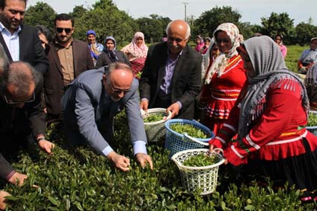 آغاز برداشت برگ سبز چای با حضور استاندار گیلان