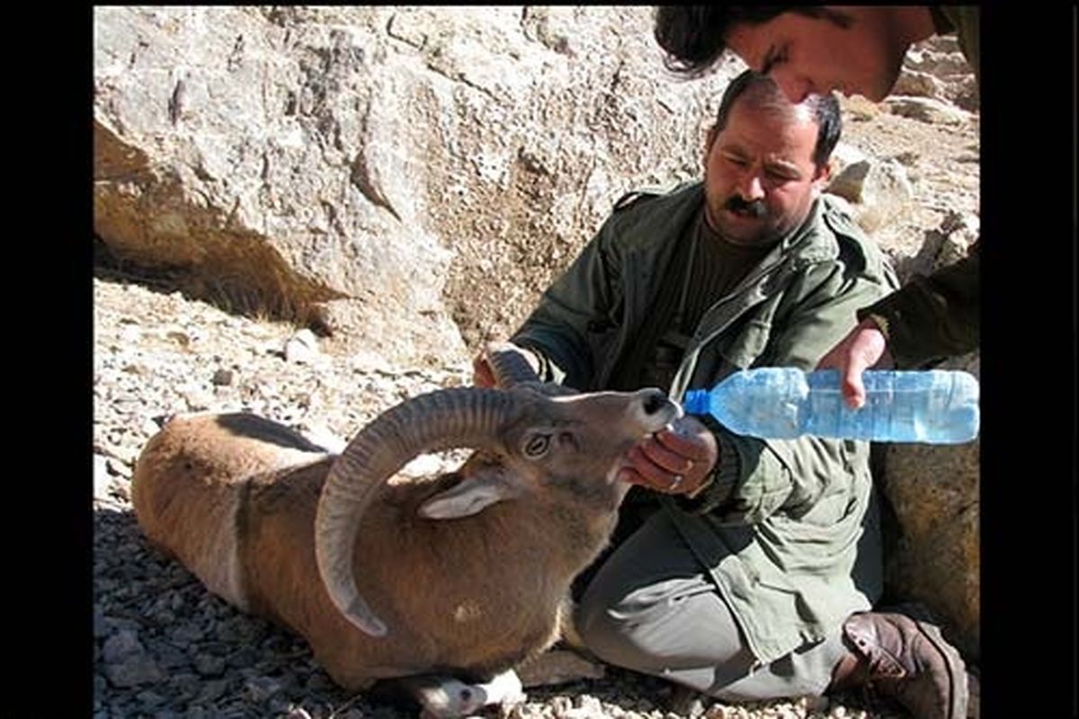 سختی کار محیط بانان تصویب شد