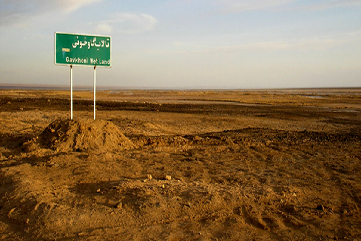 گاوخونی بعد از ۲۰ روز دوباره می خشکد!