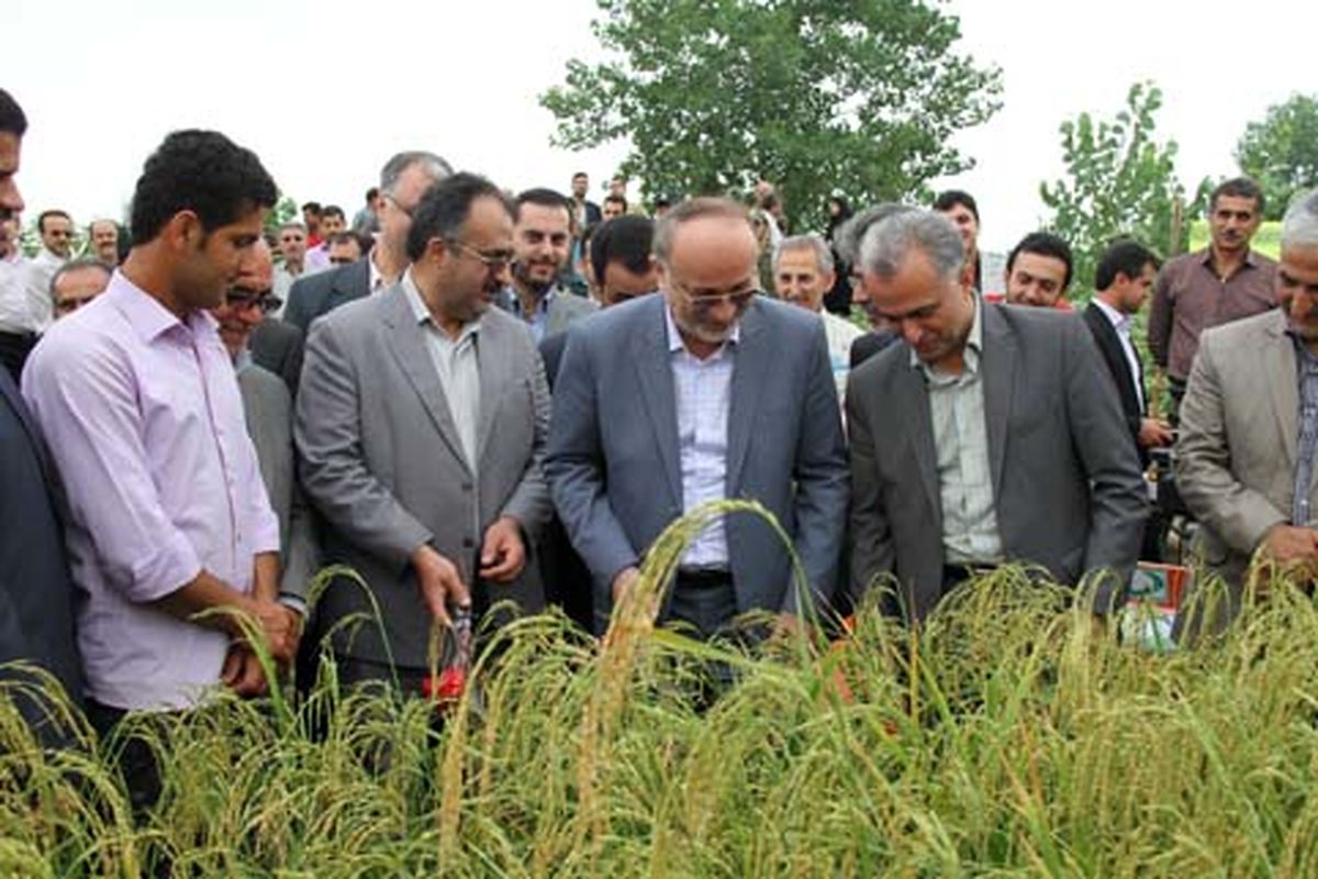 برداشت برنج در گیلان آغاز شد