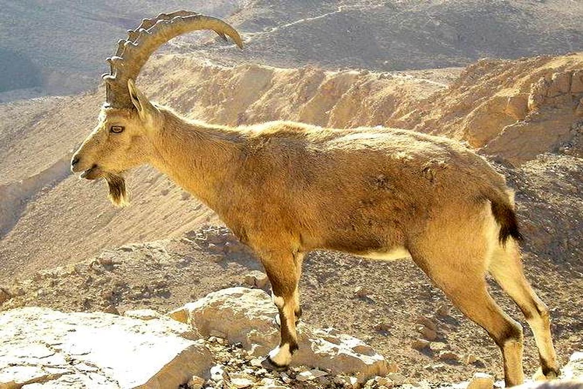 لاشه یک راس بز کوهی در خلخال کشف شد