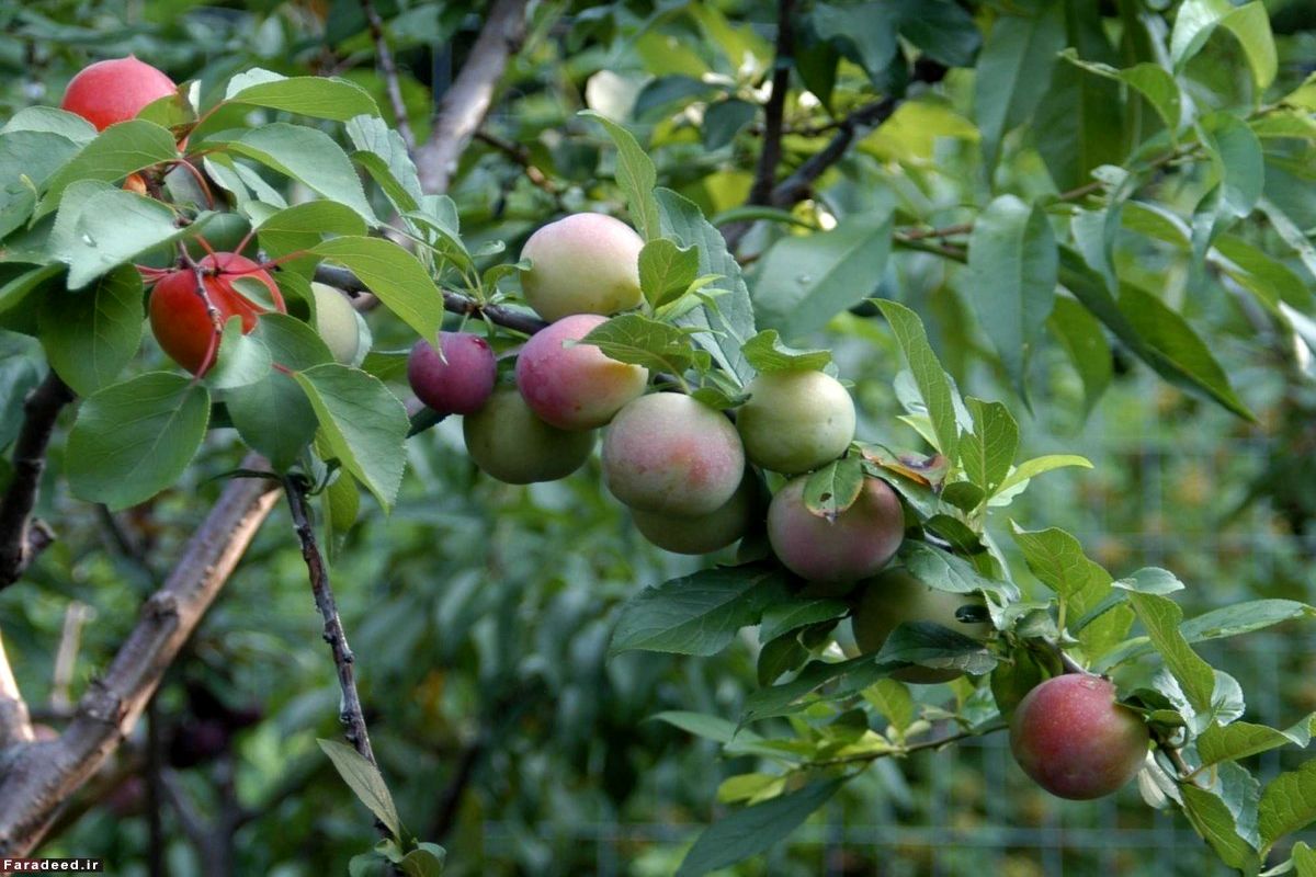 درختی با ۴۰ میوه مختلف+تصاویر