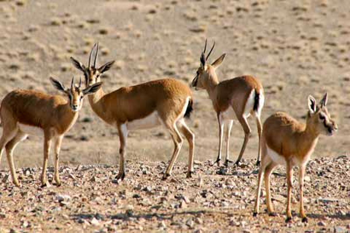 شناسایی ۱۰ گونه جانوری درمعرض آسیب در همدان