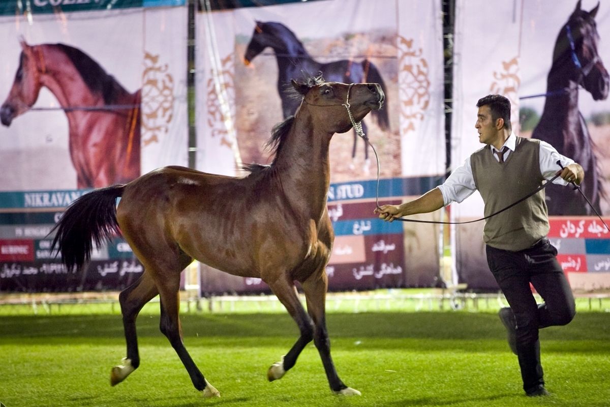 آغاز جشنواره ملی اسب اصیل در تاق‌بستان