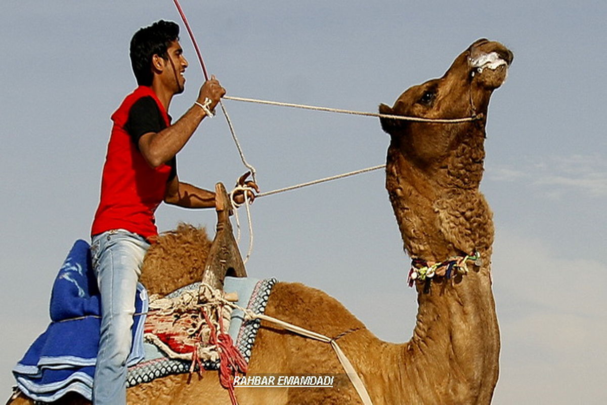 پرورش شتر، راه توسعه افتصادی سیریک