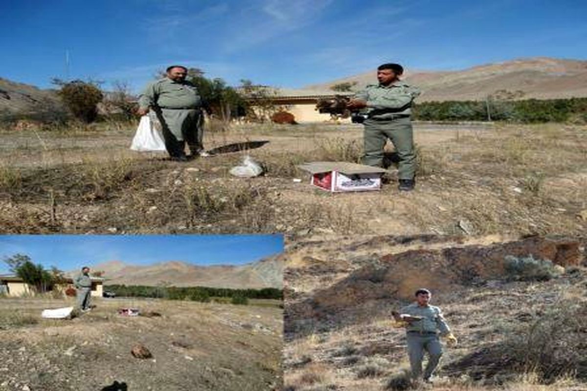 بال گشودن پرندگان تحویلی در طبیعت زیبای خوی