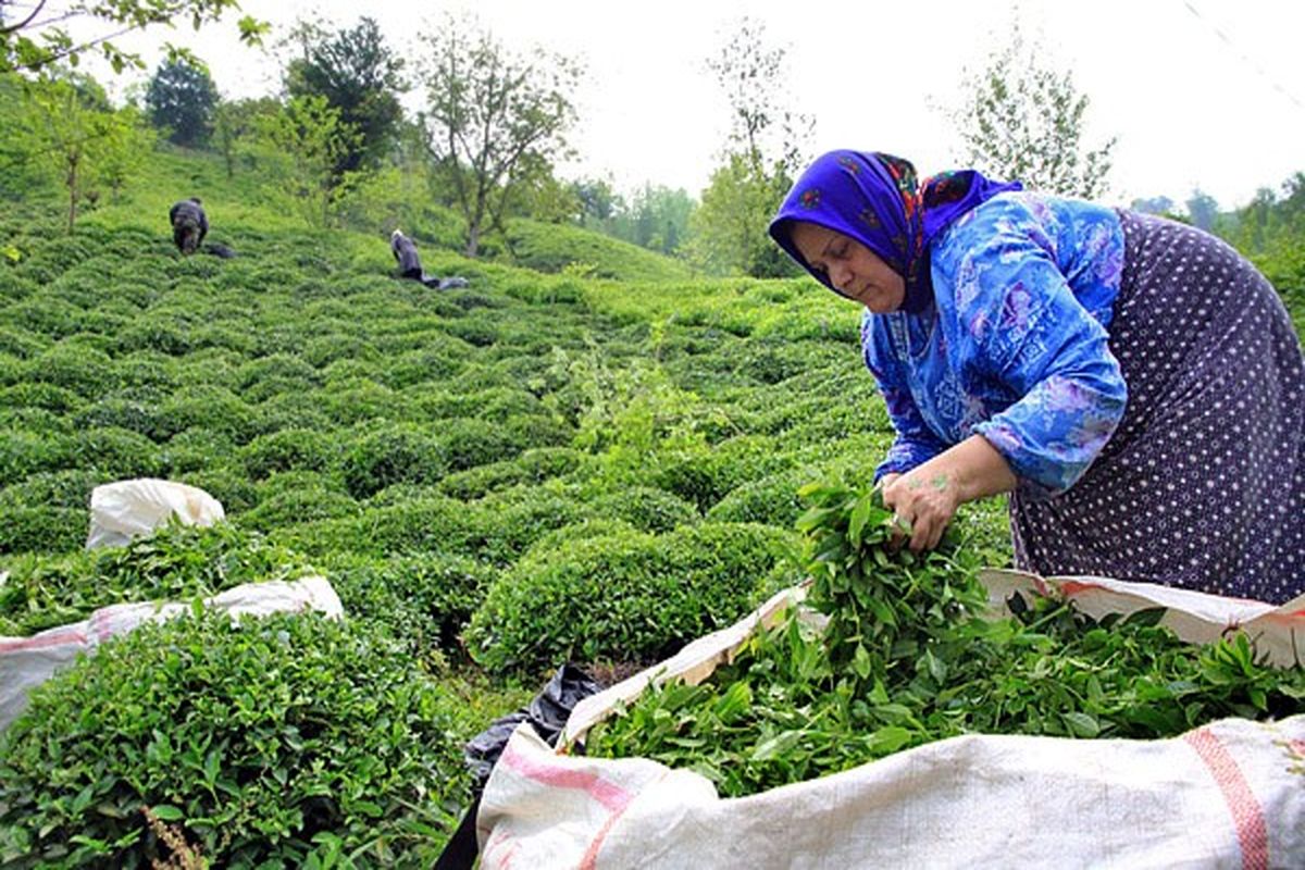 فردا، آخرین مهلت خرید برگ سبز چای است