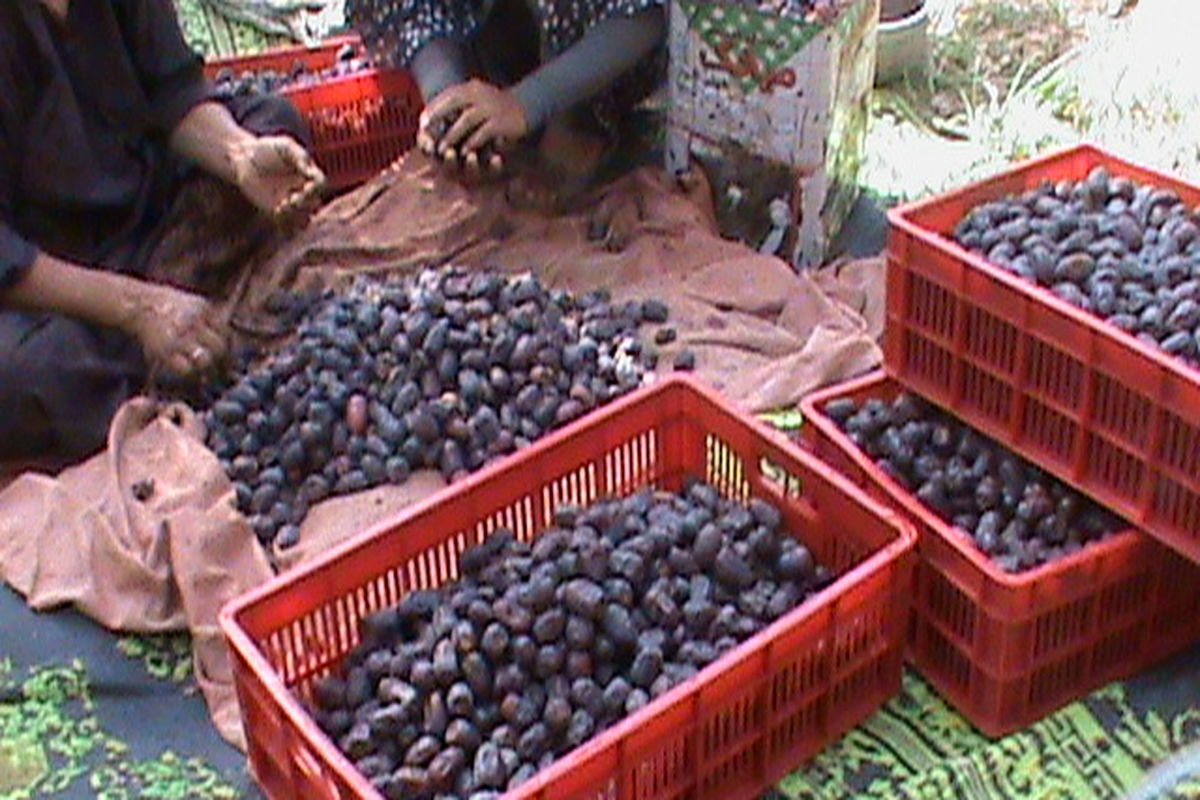 هسته خرما؛ درمان سنگ کلیه