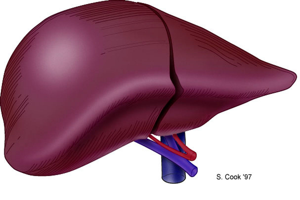 رمز زیبایی در کبد
