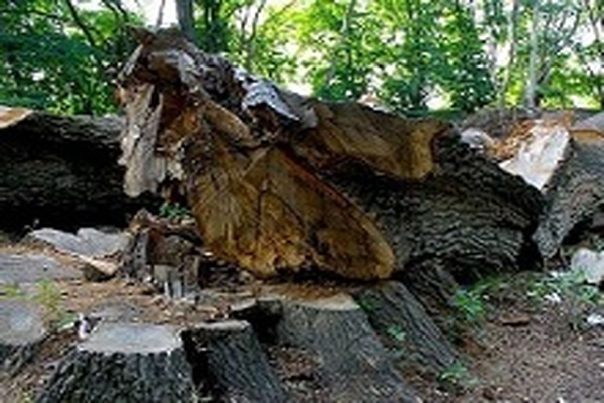 با حضور خبرنگاران در باغ دروس مخالفت شد