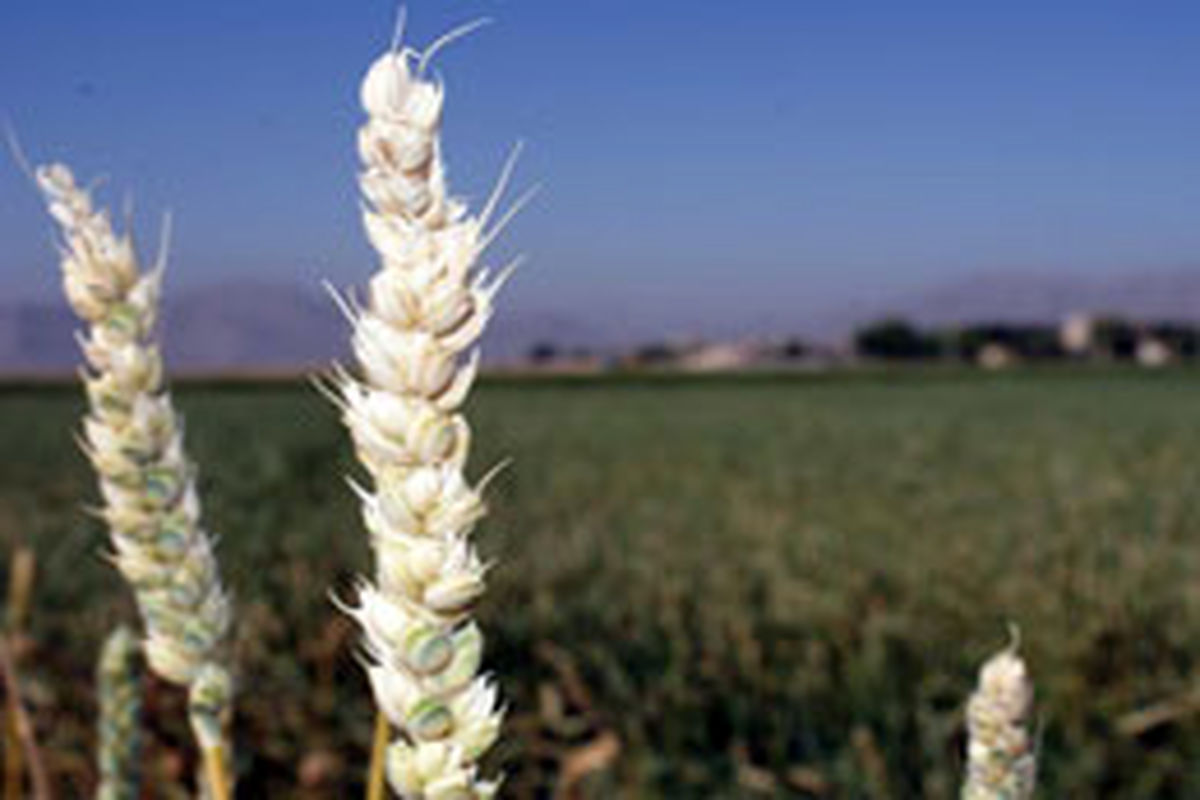 ورود سن غلات به مزارع همدان