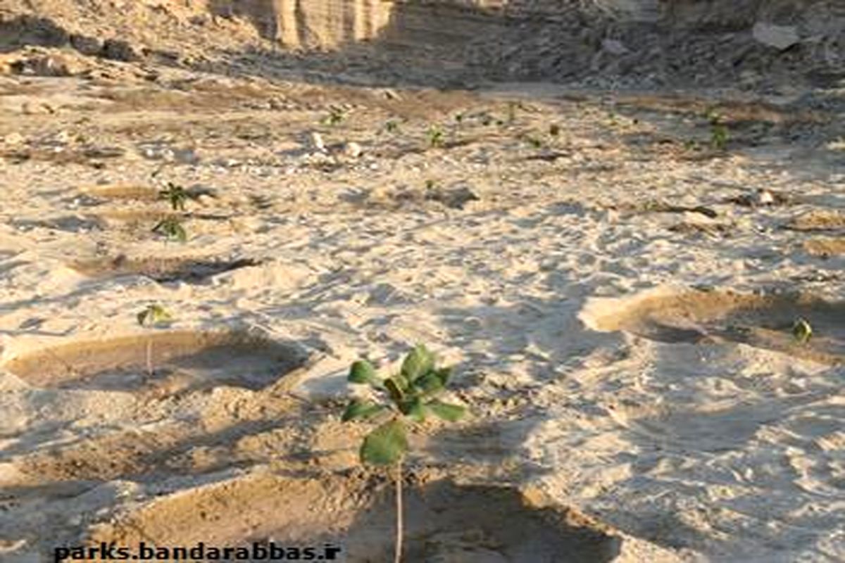 کاشت پنج هزار اصله نهال در تفرجگاه پنجه علی