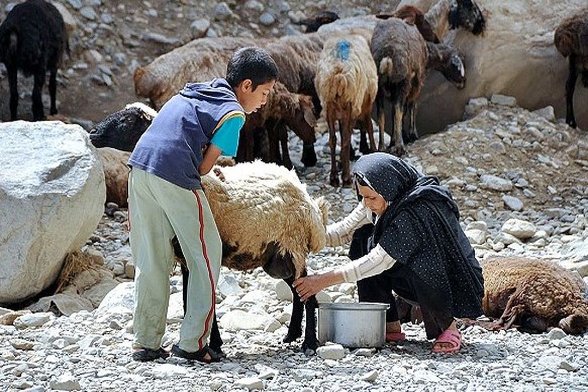 تولید بیش از ۱۴ هزار تن فرآورده دامی توسط عشایر خراسان‌جنوبی