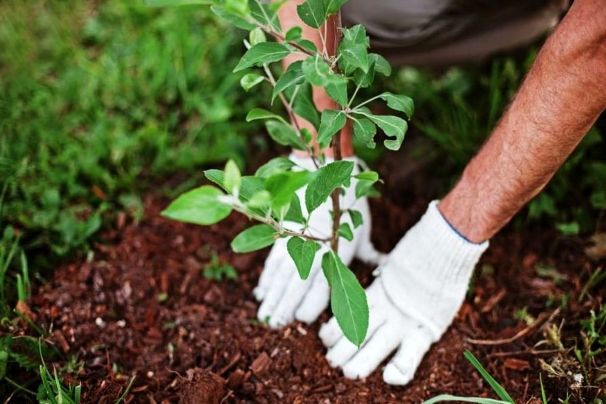 کاشت ۳۰۰ اصل نهال بلوط در منطقه «کوشک»