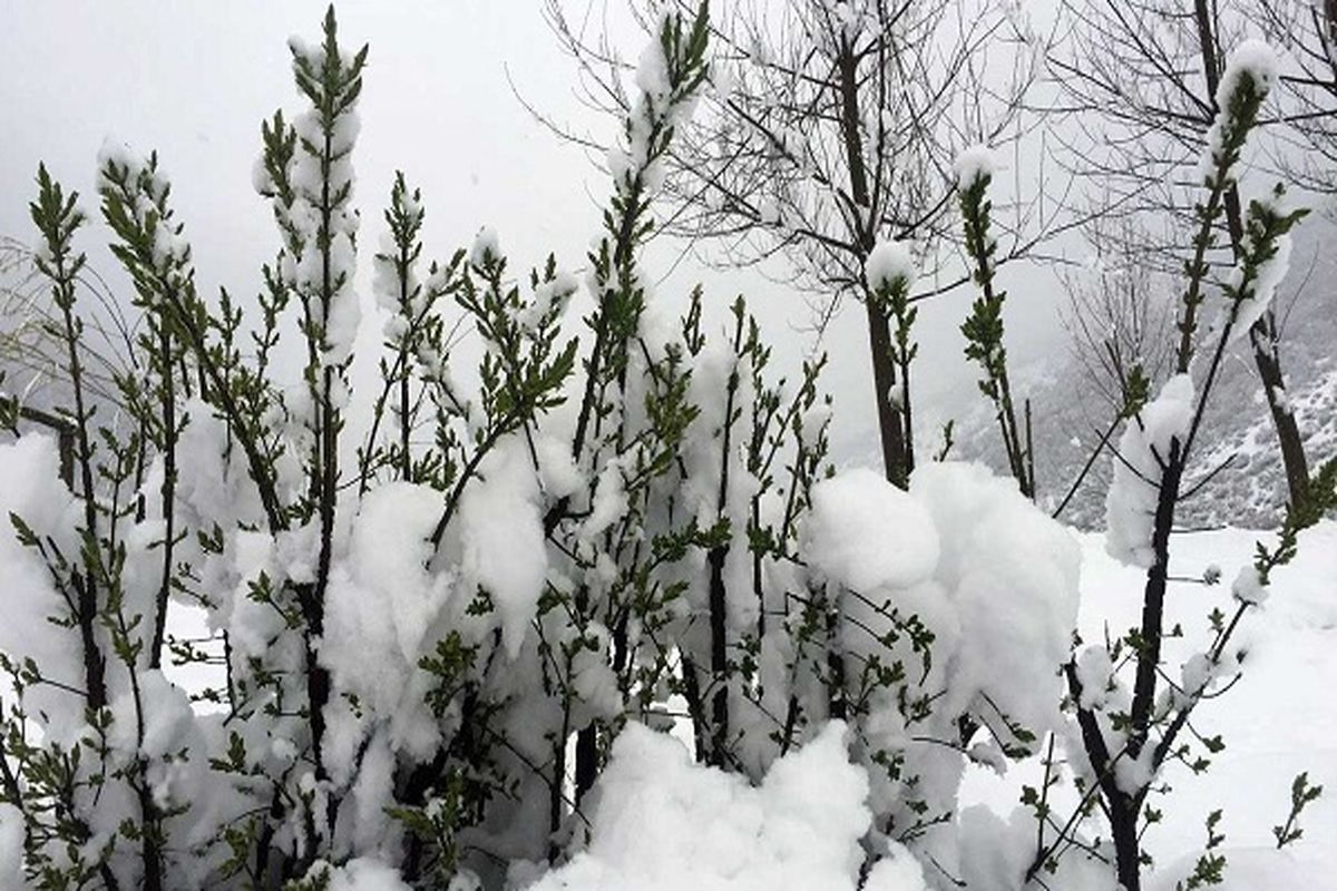 استمداد محیط زیست گیلان از دوستداران حیات وحش برای تامین منابع غذایی وحوش در مناطق برفی