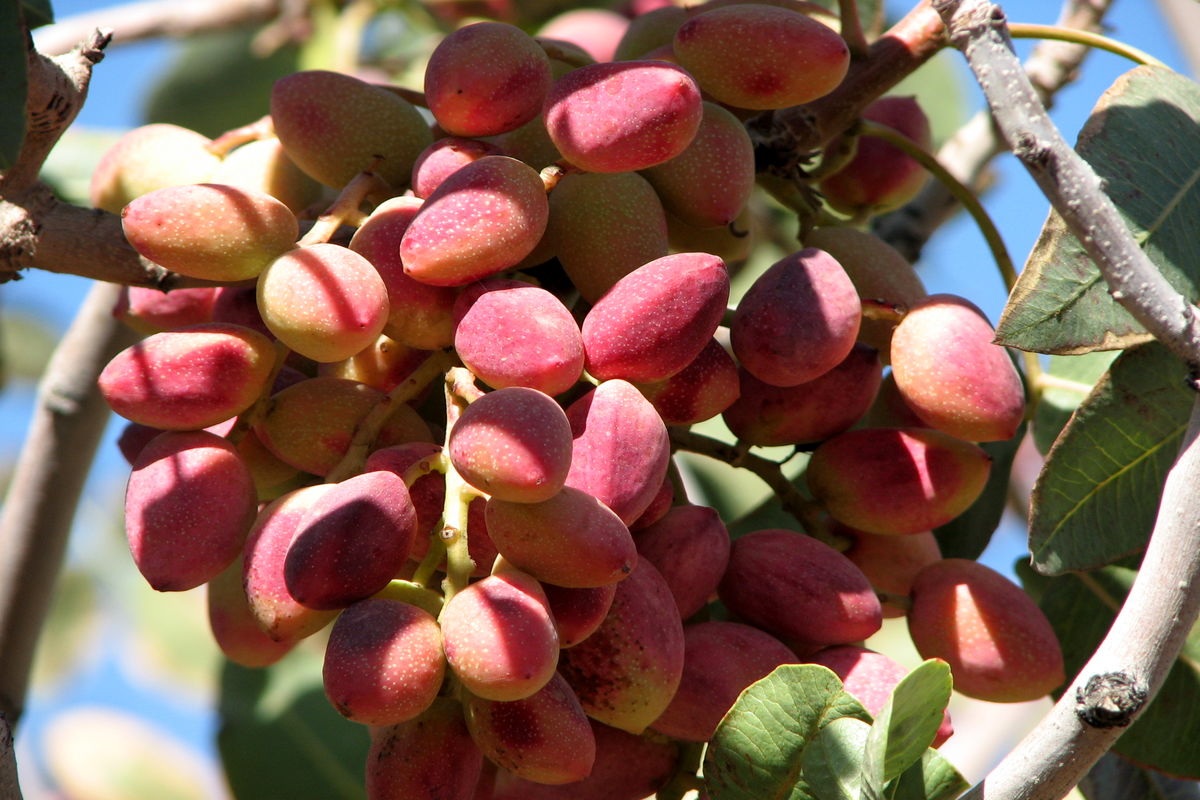 کاشت باغات متمرکز پسته در شهرستان سیروان آغاز گردید