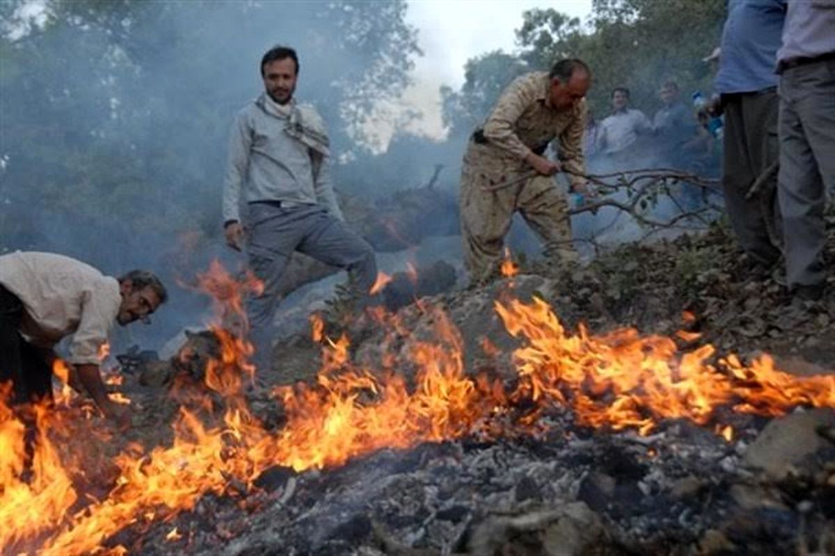 هشدار برای نابودی جنگل ها در «همین زخمهایی که نشمرده ایم»