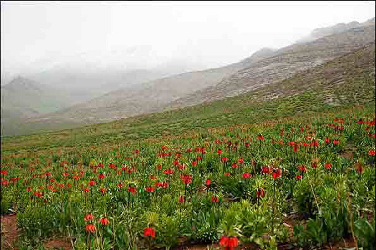 خسارت جبران ناپذیر به دست لاله های واژگون