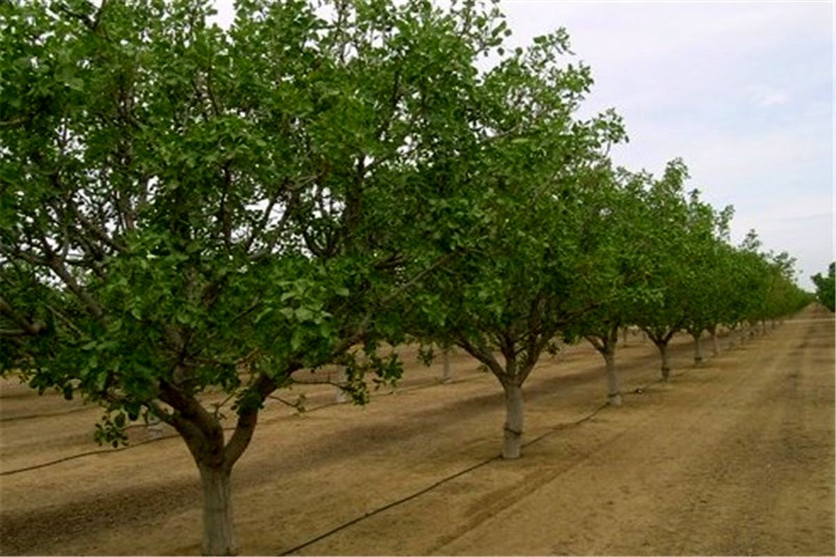 باغات دیم در چهارمحال و بختیاری توسعه می‌یابد