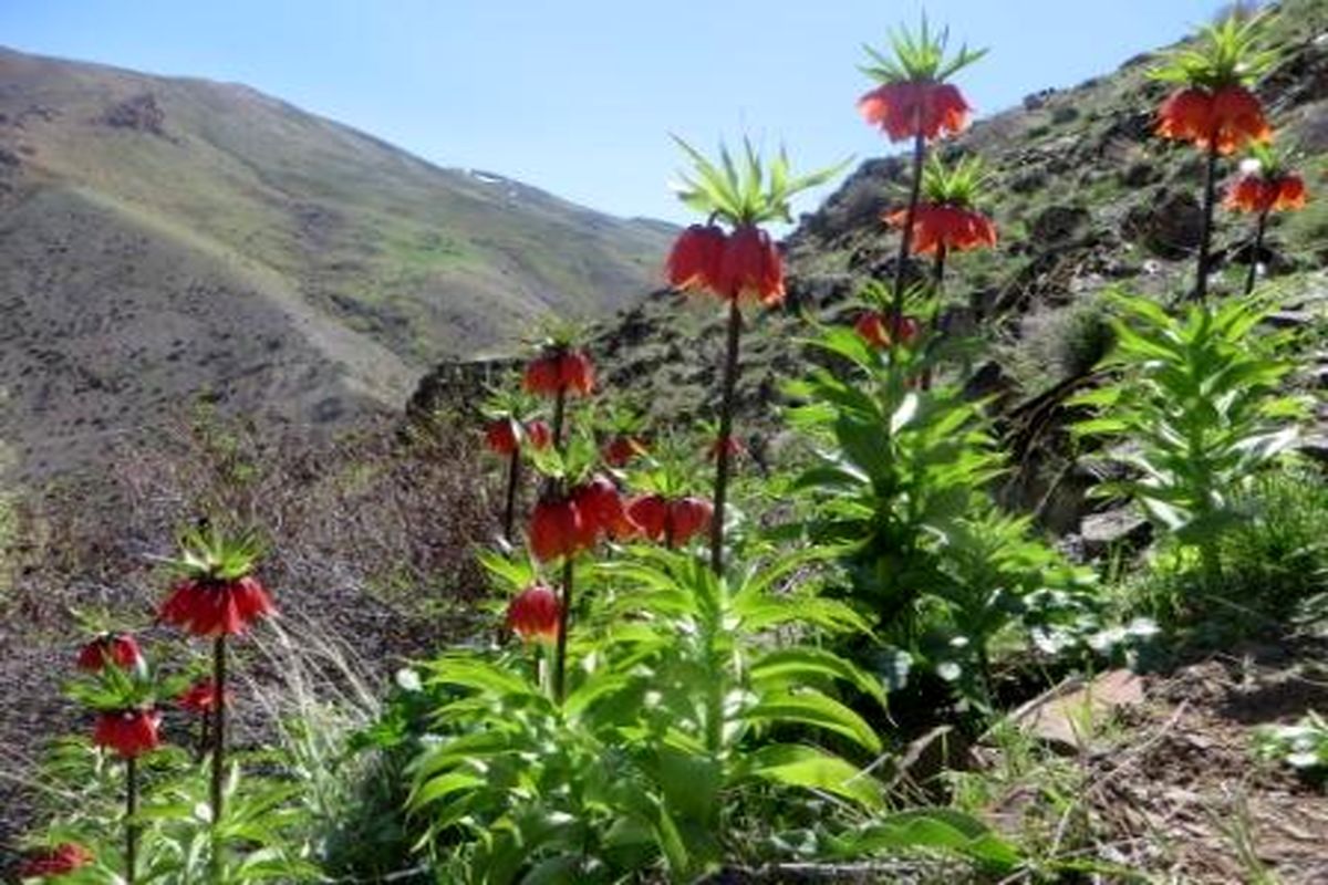 لاله های  واژگون در ارتفاعات گندویلا اشنویه منظره ای زیبا در آن خلق نموده است