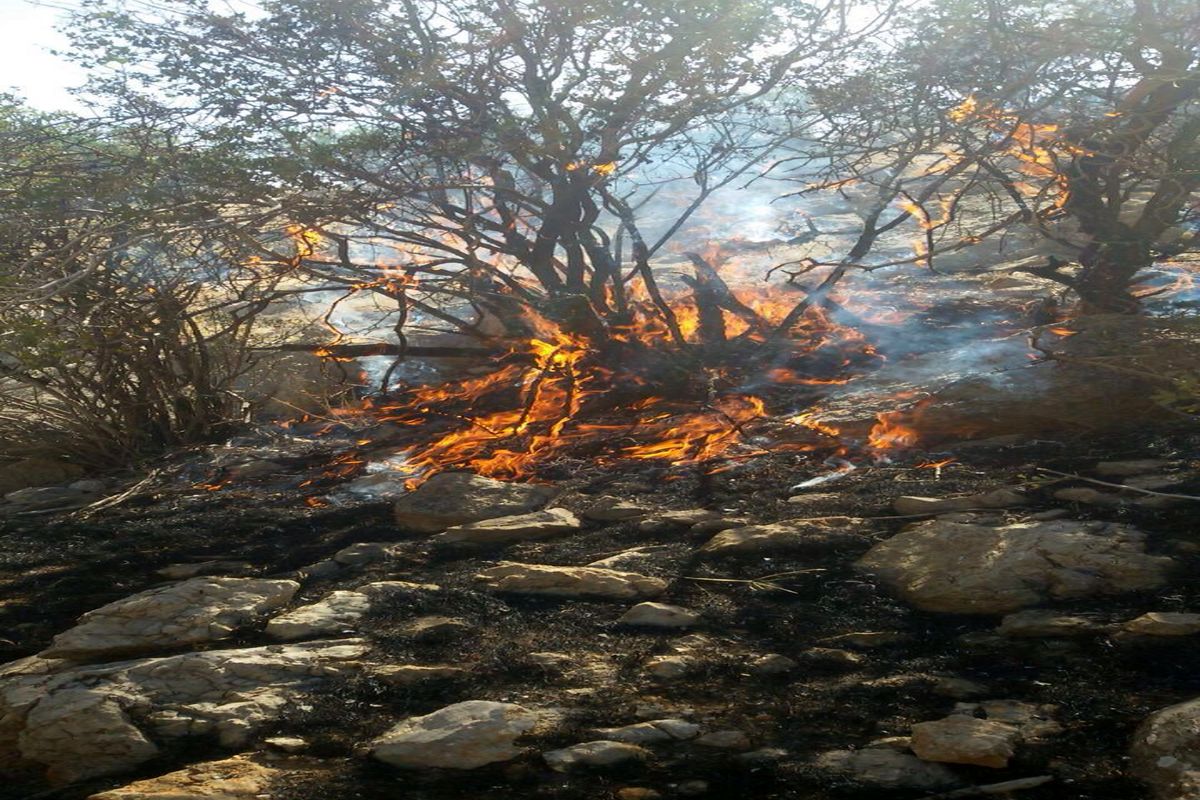 سوخته شدن پنج هکتار از منابع طبیعی سیرجان در آتش