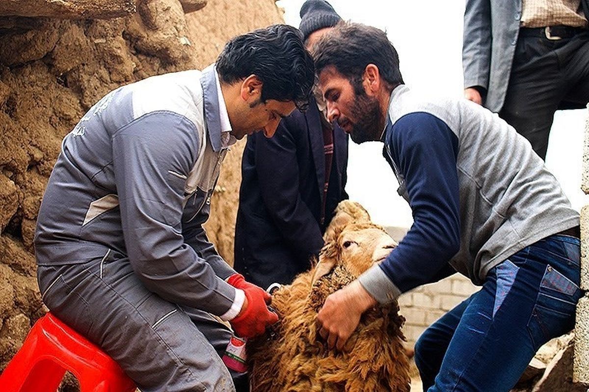 ۲۵ هزار راس دام سبک در شهرستان قائمشهر واکسینه شدند