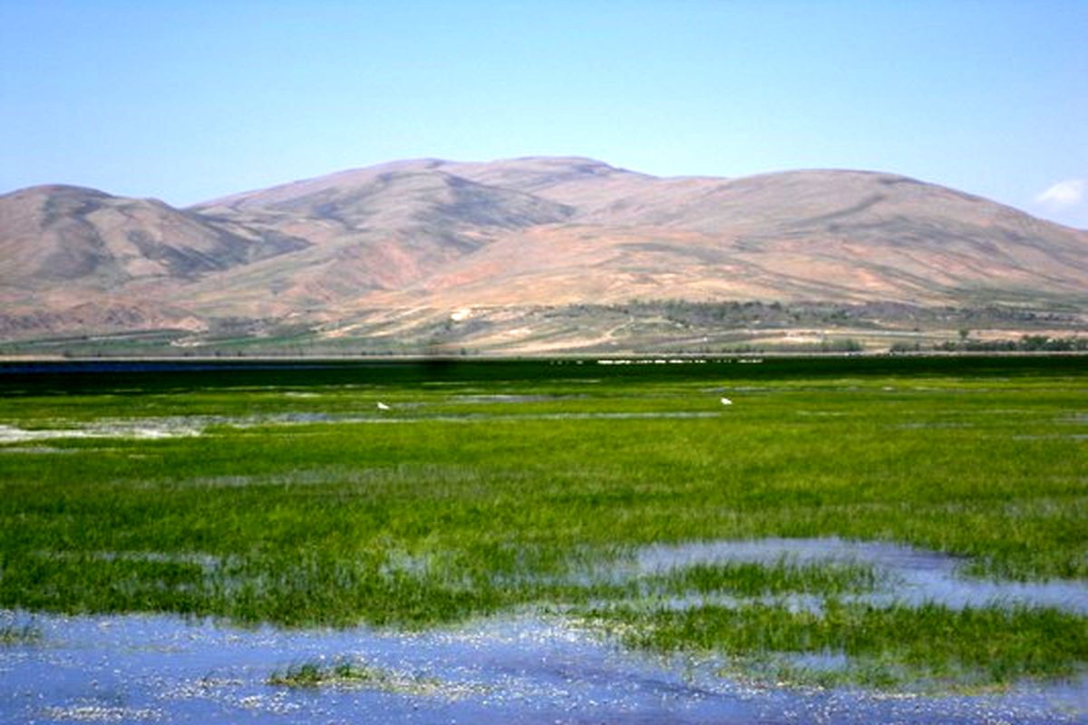 ثبت تالاب گندمان در دفتر تحقیقات پرندگان لندن