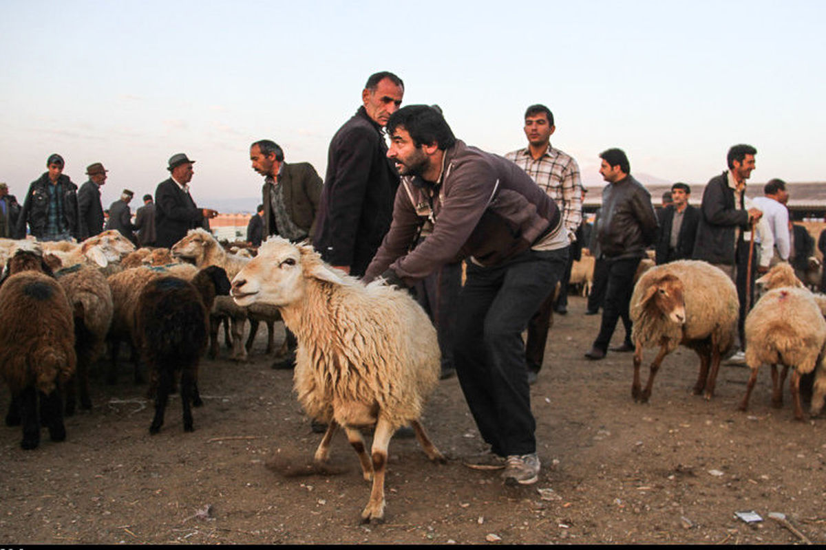 لزوم ساماندهی ذبح غیرمجاز در روستاهای حاشیه شهر ایلام