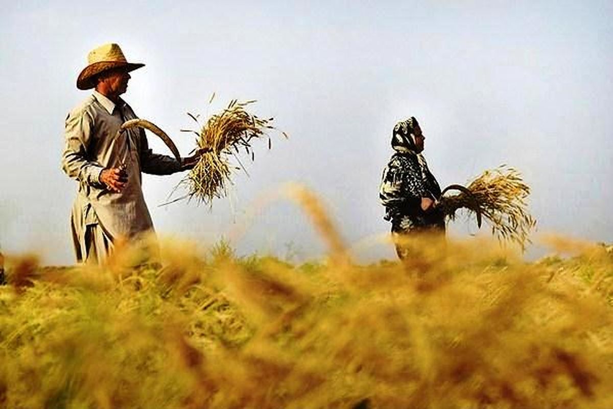 تولید گندم در شهرستان قرچک از مرز ۸ هزار تن گذشت