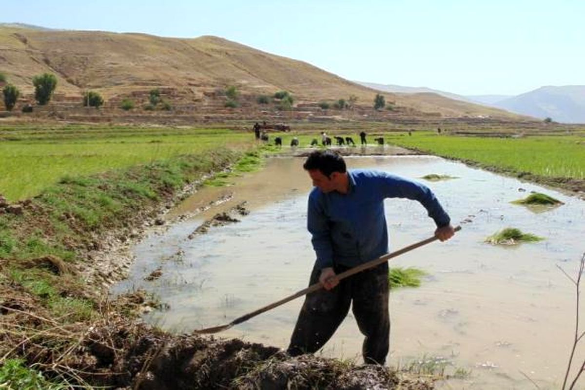 گزارش تصویری/نشاء کاری برنج در شالیزارهای سیروان