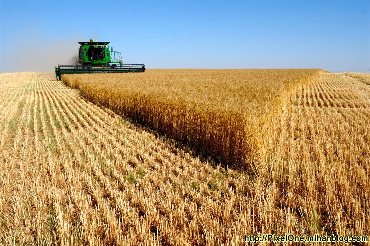 پرداخت ۷۷ درصد از طلب گندم کاران گلستانی