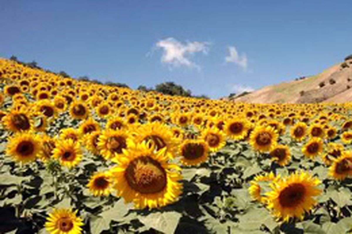 پیش بینی کشت آفتابگردان در زمستان آینده برای اولین بار در گلستان