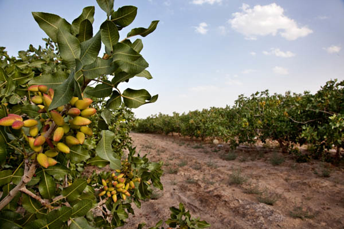 ۱۰۰ هکتار از اراضی ایلام به باغ پسته و بادام تبدیل می شود