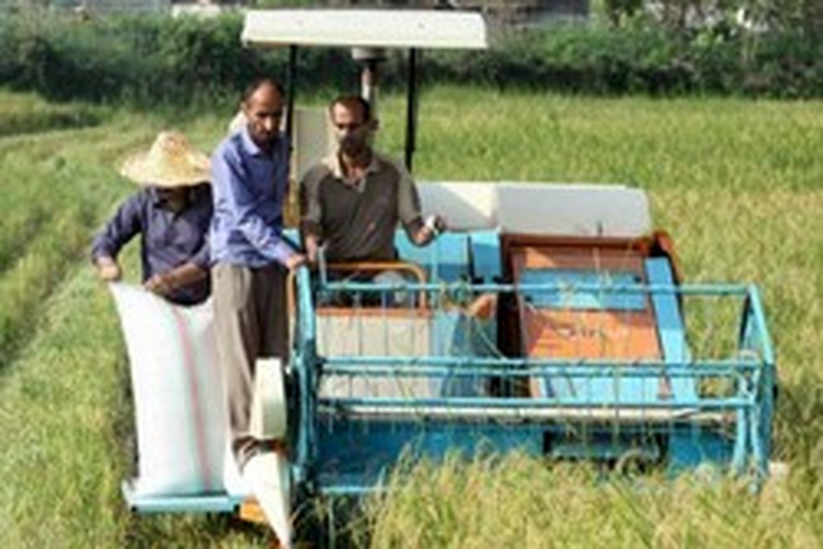 آغاز دروی مکانیزه برنج در لنگرود