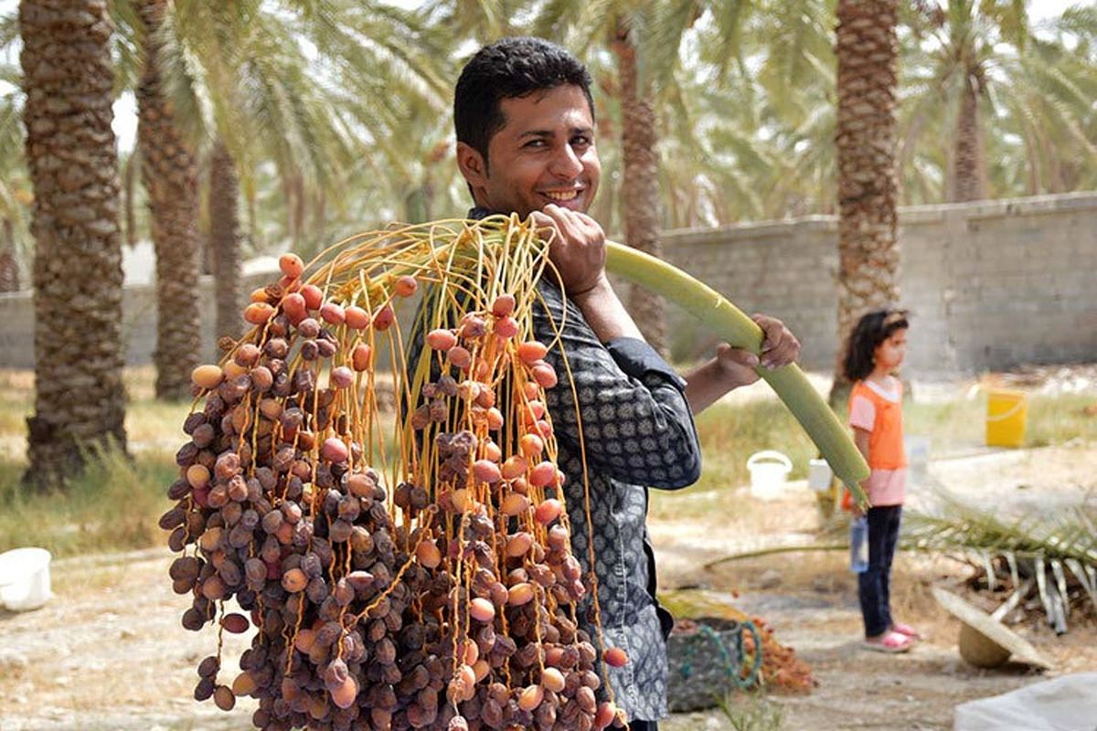 آغاز برداشت خرما از ۱۱۰ هکتار نخلستان در مهران