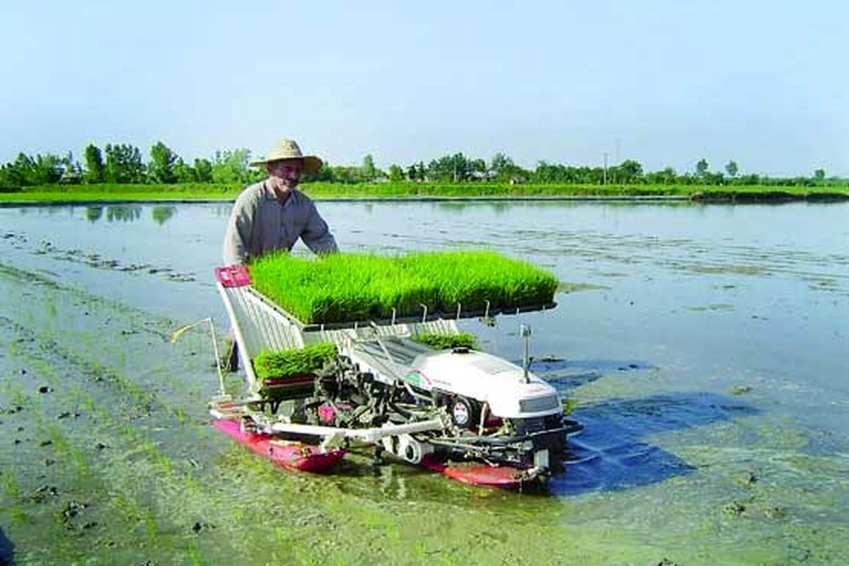 افزایش ۳۴ درصدی کشت دوم برنج در سال جاری