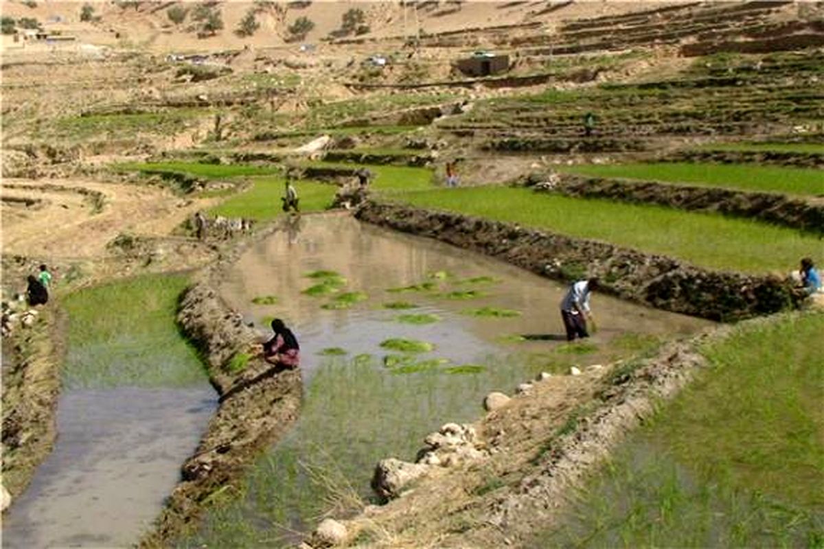 شالیکاری در استان