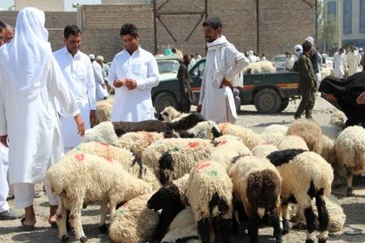 تردد دام‌ زنده در شهر زاهدان غیرقانونی است