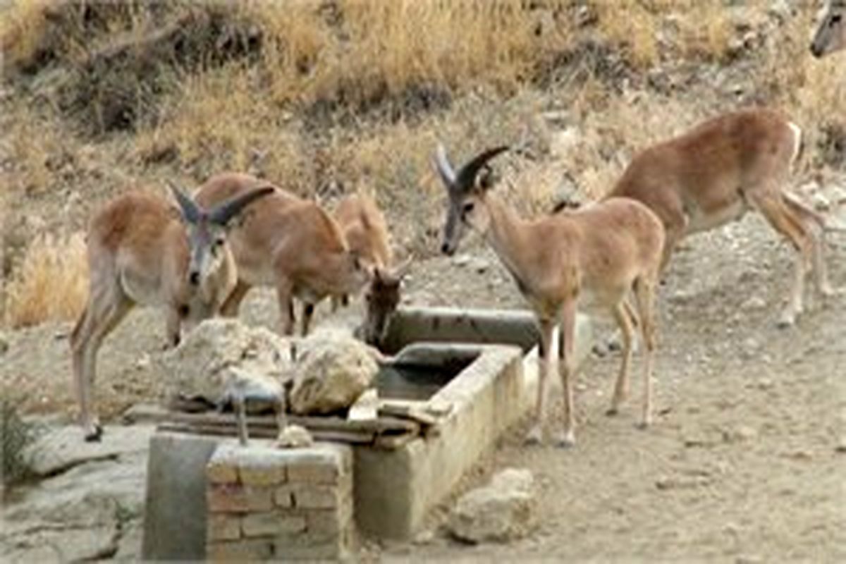 گنجینه زیستی خراسان جنوبی مجموعه‌ای از گونه‌های کوهستان تا کویر