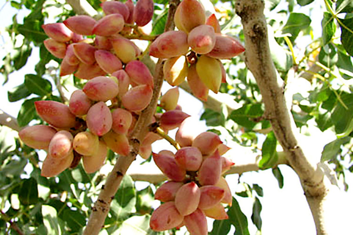 جشنی به شکرانه برداشت پسته در مرز گلستان