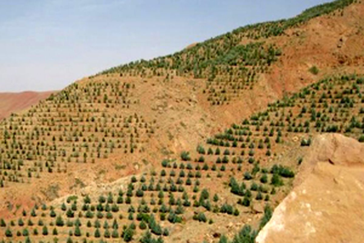 آغاز طرح جنگل کاری اقتصادی در شهرستان بن