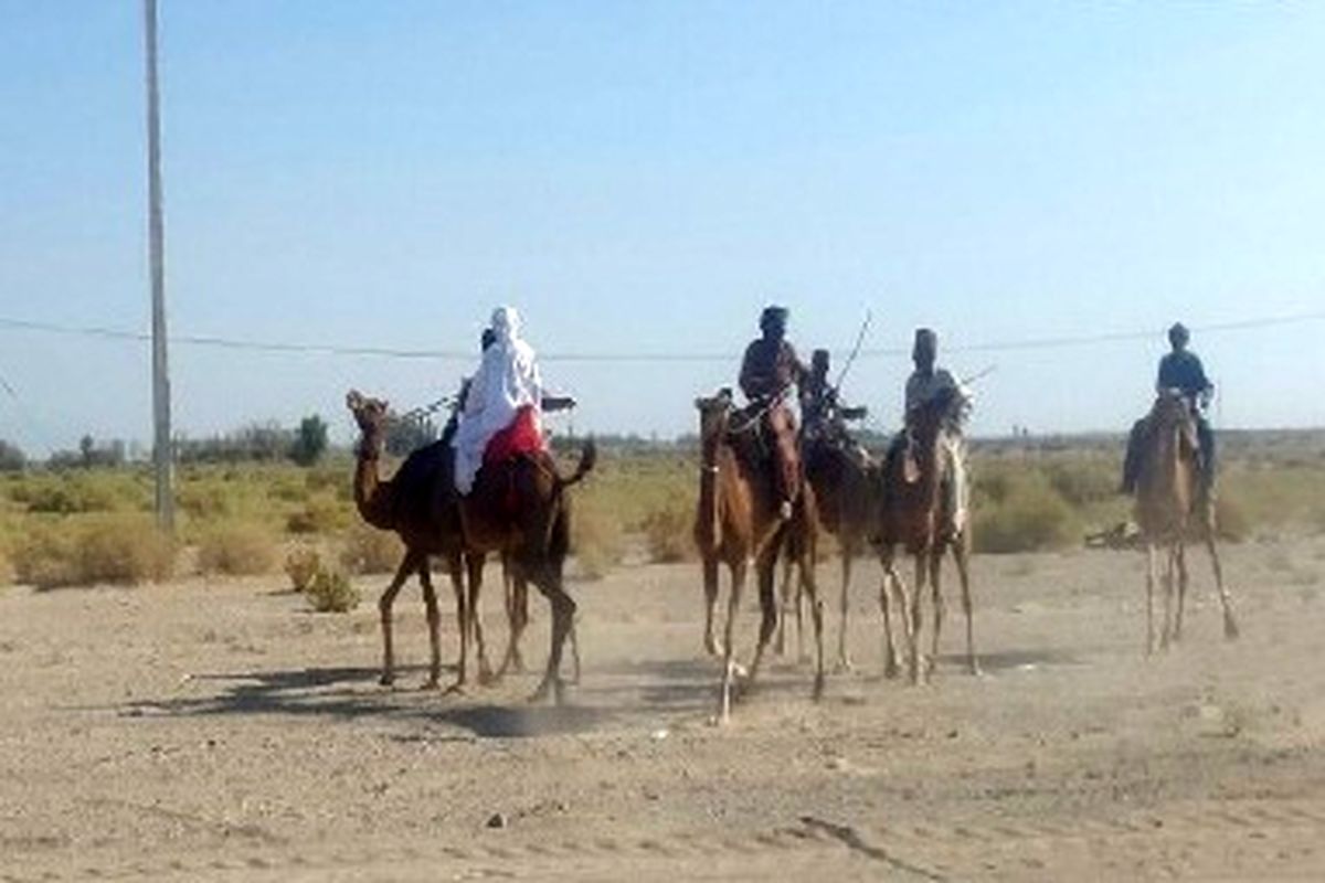 برگزاری مسابقات شترسواری جنوب غرب سیستان و بلوچستان