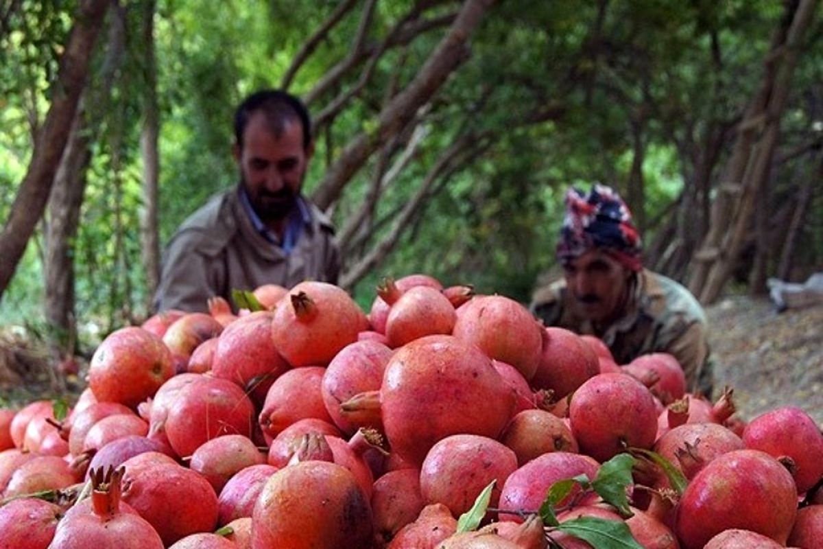 برداشت انار از باغات شهرستان سیروان